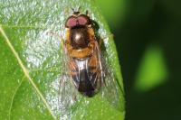 Epistrophe eligans