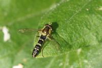 Sphaerophoria scripta