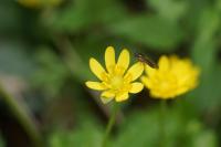 Melanostoma mellinum