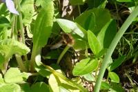 Bombylius major