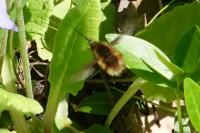 Bombylius major