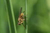 Scathophaga stercoraria