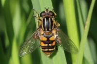 Helophilus pendulus