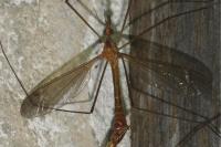 Tipula cava