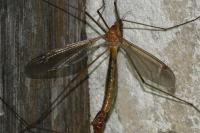 Tipula cava