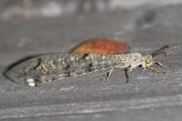 Distoleon tetragrammicus