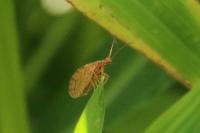 Micromus angulatus