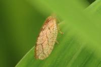 Micromus angulatus