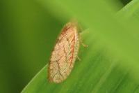 Micromus angulatus