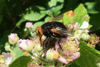 Tachina grossa