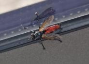 Cylindromyia bicolor