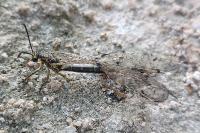 Distoleon tetragrammicus