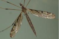 Limnophila pictipennis
