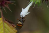 Rhingia campestris