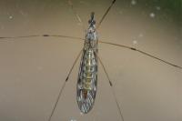 Tipula confusa