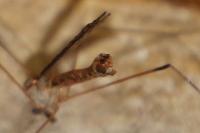 Tipula obsoleta