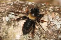 Laphria ephippium