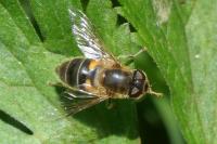 Eristalis pertinax