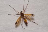 Ctenophora ornata