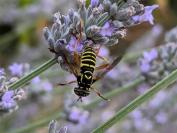Spilomyia saltuum