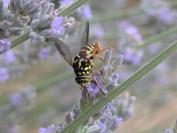 Spilomyia saltuum