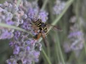 Spilomyia saltuum