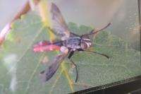 Cylindromyia bicolor