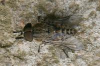 Tabanus bromius
