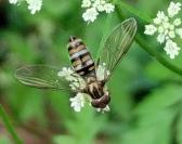 Episyrphus balteatus