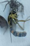 Sphaerophoria scripta