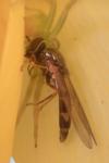 Melanostoma scalare