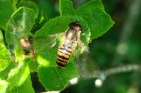 Episyrphus balteatus