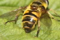 Myathropa florea