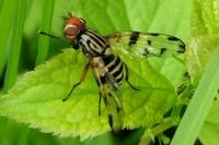 Otites porcus