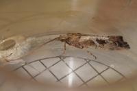Glyphotaelius pellucidus