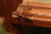 Ctenophora pectinicornis