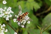 Episyrphus balteatus