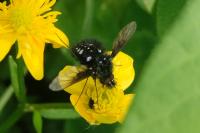 Bombylella atra