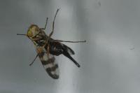 Urophora jaceana