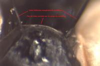 Cylindromyia interrupta