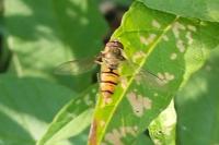 Episyrphus balteatus