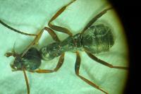 Formica cunicularia