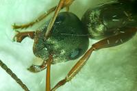 Formica cunicularia