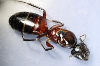 Camponotus ligniperda