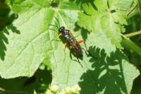 Macrophya rufipes