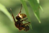 Vespa crabro