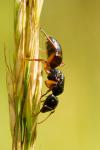 Camponotus ligniperda