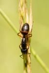 Camponotus ligniperda