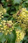 Colletes hederae
