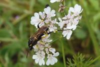 Macrophya montana
